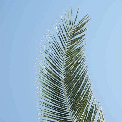 加拿大pc试玩平台下载手机版